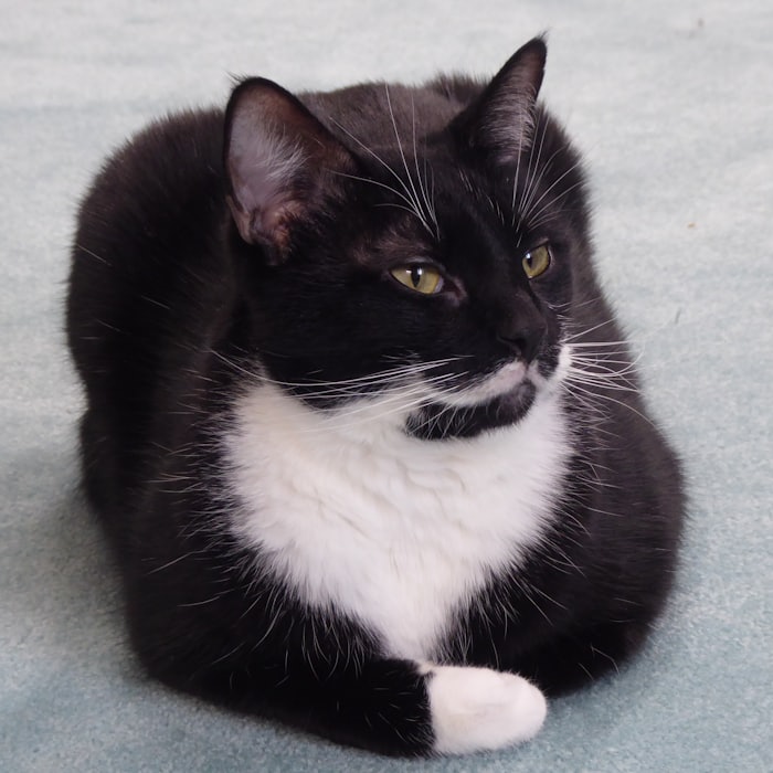 前足をそろえて丸くなっている白黒猫のだいふく