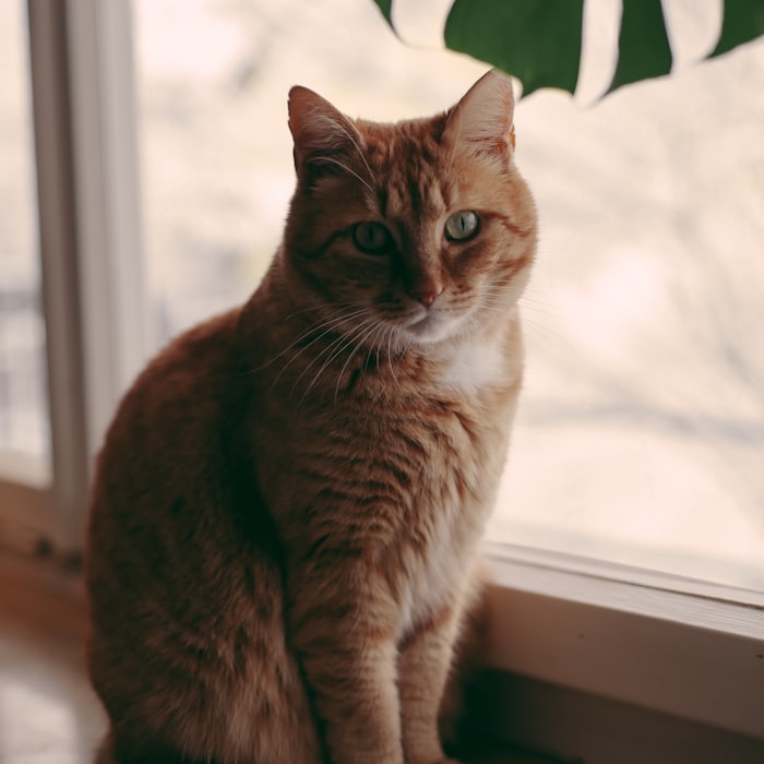 窓辺に座ってこちらを見ている茶トラ猫のもなか