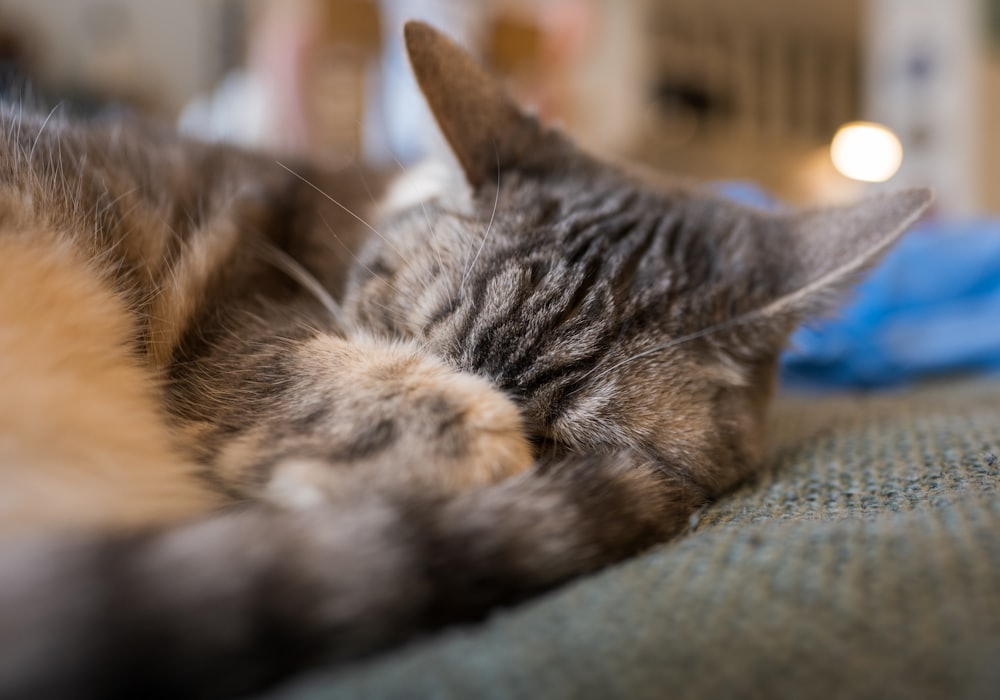 前足で顔をかくして眠っている猫