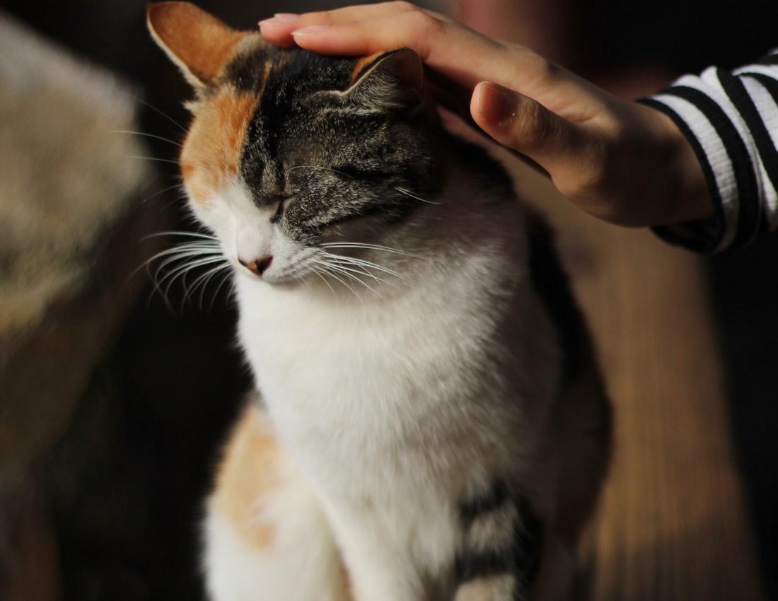 そっと頭をなでられて目を細めている猫