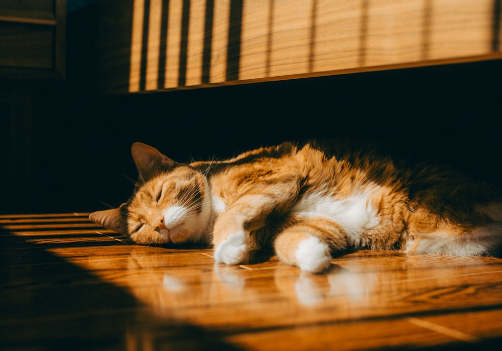 床の日だまりで気持ちよさそうに眠る茶トラ猫